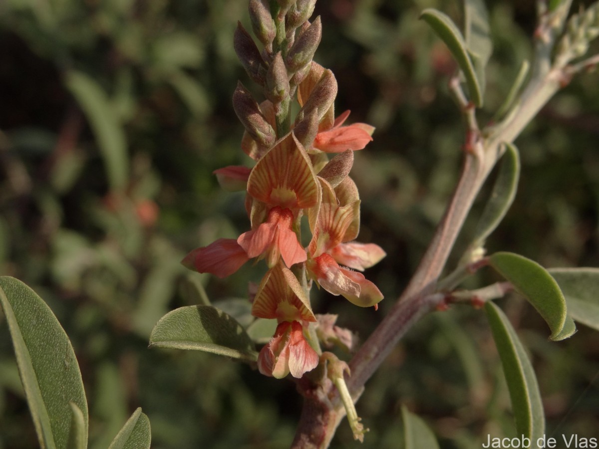 Indigofera oblongifolia Forssk.